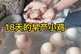 原本要孵化21天的小鸡，却在18天的时侯出壳，看看农村是如何孵化