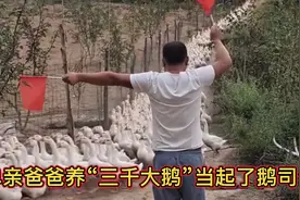 甘肃男人养三千只大鹅，拥有千军万马的感觉，还当起了鹅司令视频封面