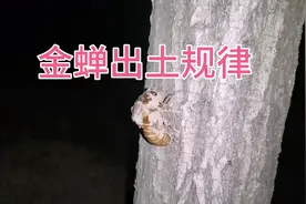 夏至节气前后，开始逮金蝉了