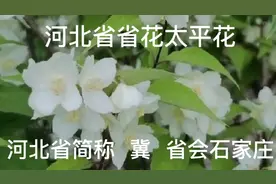 太平花河北省花 先后被2位皇帝赐名 经过5次大迁徏  花语…