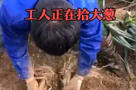 江苏启东市招聘拾大葱工人1米6毛钱一天200~300男女不限年龄不限视频封面
