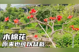 第一次见木棉花盆景，终于有机会零距离观赏开花方式，一起看看视频封面