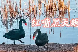 卧龙湖湿地公园珍禽——红嘴黑天鹅视频封面
