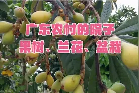 广东河源农村的院子都种些什么果树和花草，看我家的农家小院视频封面