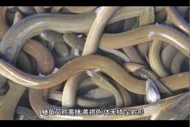 如何钓黄鳝，钓鳝鱼的技巧和方法详解。视频封面