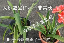 一款叶子短，复花率比较高，在我这里每年能开三次花的朱顶红视频封面