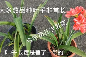 一款叶子短，复花率比较高，在我这里每年能开三次花的朱顶红视频封面