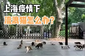 上海疫情下，近30万只流浪猫怎么办？视频封面