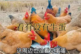 鸡在外面有段时间了，抓只鸡摸摸屁股，看看有没有在生蛋？视频封面
