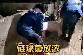 链球菌晚了很难治要放浓血，本想猪舒服点抱不动最后还是用保定器视频封面