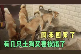 周末要回家，让土狗们饱食一顿，因为有几只狗又要饿两天视频封面