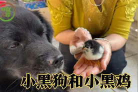 刚孵出来几天的小鸡仔，小黑特别稀罕，老用嘴去厥，像是在亲它！视频封面