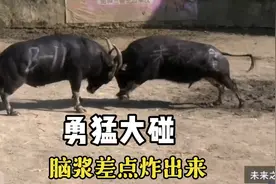 勇猛大碰，脑浆差点炸出来视频封面