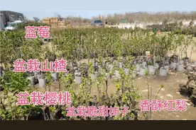 一批可盆栽地栽果树，都是当年种植当年结果品种多多，喜欢的可约视频封面