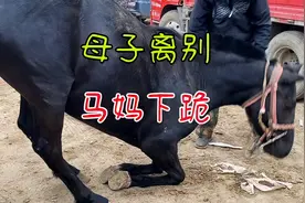 母子分离马妈急的跪地不起，小马叫的撕心裂肺，为啥卖马不卖笼头视频封面
