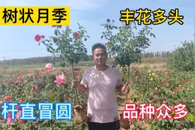 值得入手的几款树状月季，总有一款适合你，这些花友都非常喜欢！视频封面