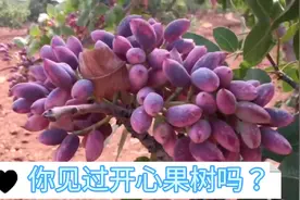 你见过开心果树吗？开心果从种植到收获全过程！视频封面