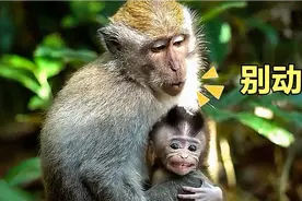 小猴子被猴姐绑架，着急时呲牙咧嘴的样子真好玩儿！视频封面