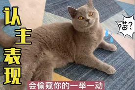 猫咪认主的4个表现，你家猫中了几个？视频封面