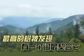 最高的树被发现，有一个词，最契合它视频封面