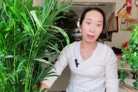 室内富贵椰子这样养护，生长旺盛不干尖黄叶！视频封面