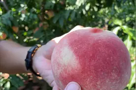 9月中旬成熟的“秋甜桃”一箱9个桃子，平均一箱能达到7斤视频封面
