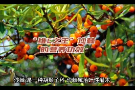 “维C之王”沙棘的营养功效视频封面