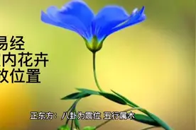 易经与室内花卉的摆放位置视频封面