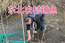 东北农村原始捕鱼方式，两根木头一个网，明天早上收鱼获视频封面