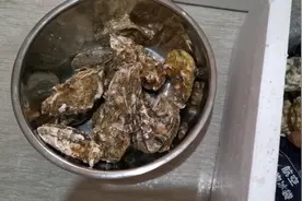 生蚝该怎么储存视频封面