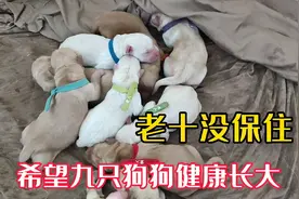 金毛妈妈生了10只小狗，很遗憾老十夭折，其它狗宝宝能顺利长大吗视频封面