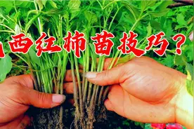 西红柿苗移栽有技巧？农村小伙这样栽，番茄秧棵棵成活高产，学学