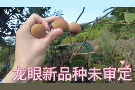 龙眼新品种介绍，未审定的09-5-17品种，个大皮厚肉多，清甜爽脆视频封面