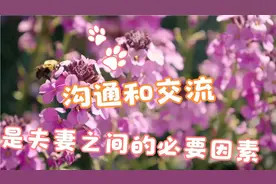 沟通和交流是夫妻感情的必要因素视频封面