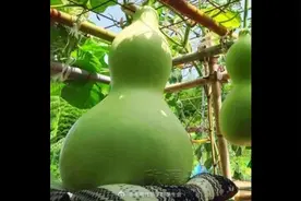 #现实版葫芦娃爷爷##七旬老人种出15斤重巨型葫芦