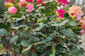 都说茶花不好养活:避开六个大坑，年年开花，枝繁叶茂