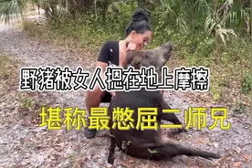 女人徒手猎杀200斤大野猪，直接压在地上摩擦！过程惊险刺激