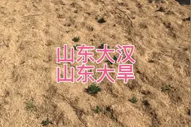 山东今年遭遇大旱，半年没下雨，花生完了，果树也完了视频封面