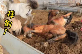一匹病马躲在马群中，主人无法为它打针治疗，只好请来套马师傅..视频封面