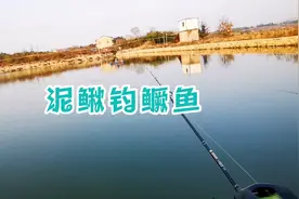 都说泥鳅钓鳜鱼会爆护，今天就测试一下效果到底怎么样？视频封面