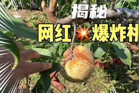 火遍全网的爆炸桃，也称“开口笑”，其貌不扬，口感却超级甜！视频封面