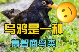 众所周知，乌鸦的脾气不是太好。