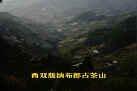 西双版纳布郎山体验潽洱茶采摘过程视频封面