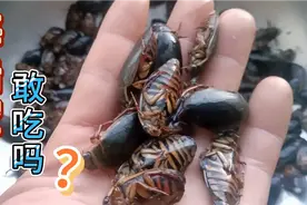 大虫子看着吓人吃着不香吗？海陆空鳖盖虫，动物蛋白营养美味。视频封面