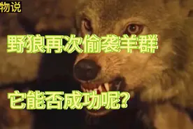 屡败屡战！野狼再次利用夜色偷袭羊群，这次它们能否成功呢？视频封面
