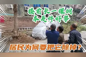 小区院里生长一棵大树，严重影响居民采光，大叔刨了两天将其除掉视频封面