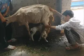 母羊下完羔子不让羊羔吃奶，看看用什么办法解决的！视频封面