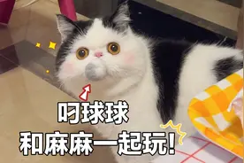 猫咪叼着小玩具，还会找主人一起玩，跟小孩似的太可爱了