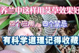 养兰时这样用艾草效果好，四个应用四个禁忌记得收藏哦！