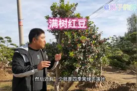 北方庭院景观树首选，四季常绿还耐冻，满树红豆真喜庆视频封面